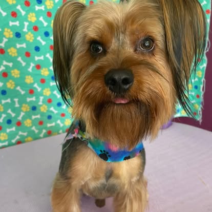 Yorkshire terrier close-up showing detailed face trim by DalSanto’s Doggie StyleZ