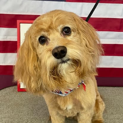 Golden doodle with a freshly trimmed face at DalSanto’s Doggie StyleZ professional dog groomer