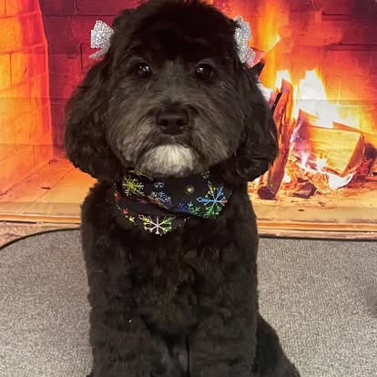 Black doodle dog with a clean, curly haircut at DalSanto’s Doggie StyleZ dog salon