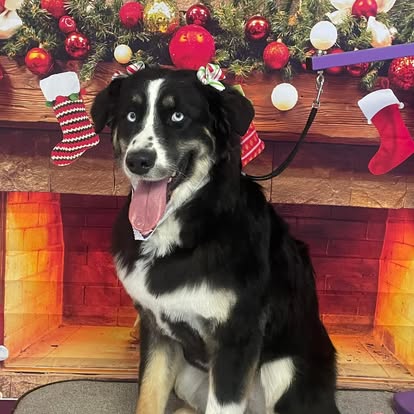 Border collie sitting in front of a holiday backdrop after dog grooming at DalSanto’s Doggie StyleZ