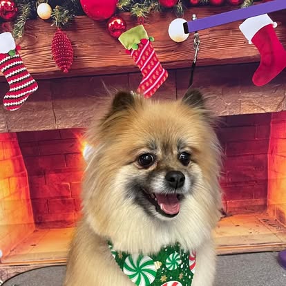 Pomeranian with a holiday bandana after grooming at DalSanto’s Doggie StyleZ