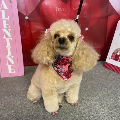 Small poodle with a fluffy professional groom at DalSanto’s Doggie StyleZ dog groomer