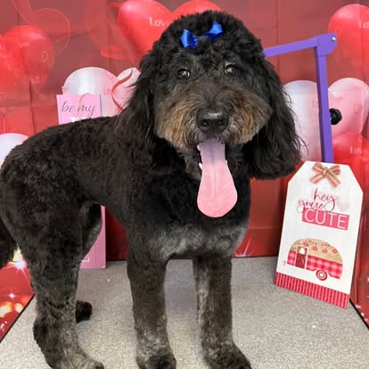 Black doodle dog freshly groomed at DalSanto’s Doggie StyleZ, tongue out and smiling
