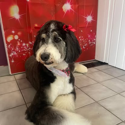 Black and white doodle dog with a fresh haircut at DalSanto’s Doggie StyleZ dog grooming salon