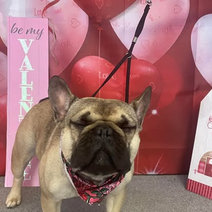 French bulldog after professional grooming at DalSanto’s Doggie StyleZ, wearing a Valentine’s bandana