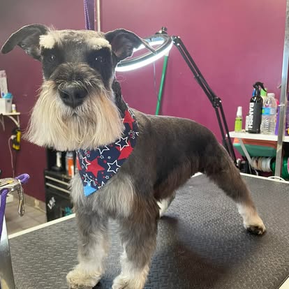 Mini schnauzer with a clean, stylish haircut at DalSanto’s Doggie StyleZ dog groomer