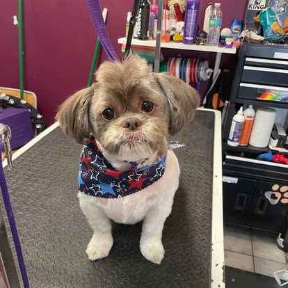 Small mixed breed dog with trimmed face after grooming at DalSanto’s Doggie StyleZ
