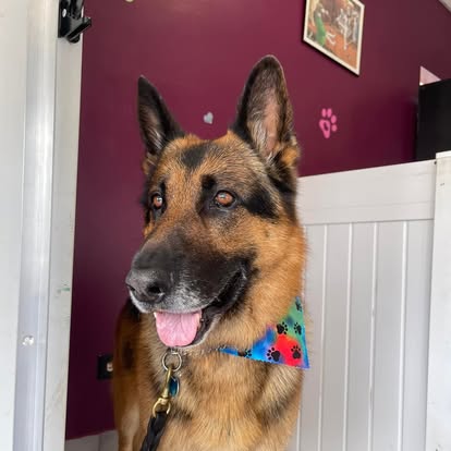 German shepherd after professional grooming at DalSanto’s Doggie StyleZ