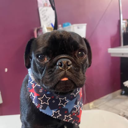 Pug with a fresh groom and star bandana at DalSanto’s Doggie StyleZ