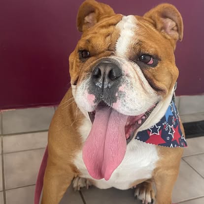 Bulldog with tongue out after a professional bath and groom at DalSanto’s Doggie StyleZ