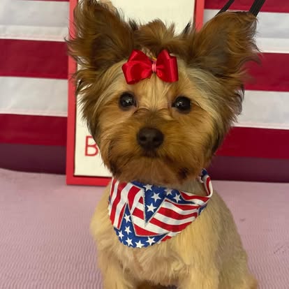 Yorkshire terrier with red bows and patriotic bandana after dog grooming at DalSanto’s Doggie StyleZ